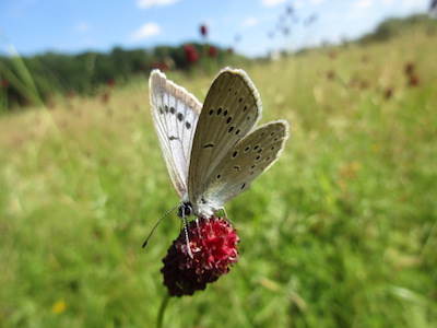 Symbol Natur Schmetterling Wiese Sommer