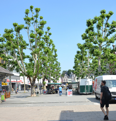 Ort Limburg Neumarkt Platanen