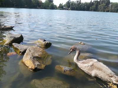 20180907 SchwanErlenhofsee