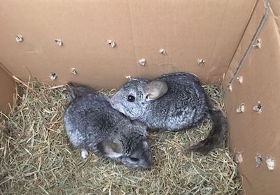 20181017 Chinchillas Neuwied