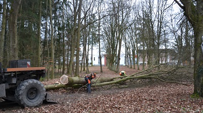 20190305 Freischnitt Schafsberg Limburg