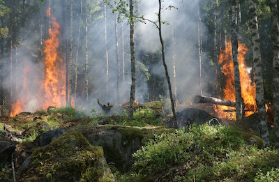 20190426 Waldbrand Feuewehrverband