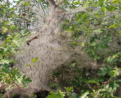 20190605 Gespinstmotte Nest Limburg