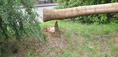20190819 Baum Betzdorf