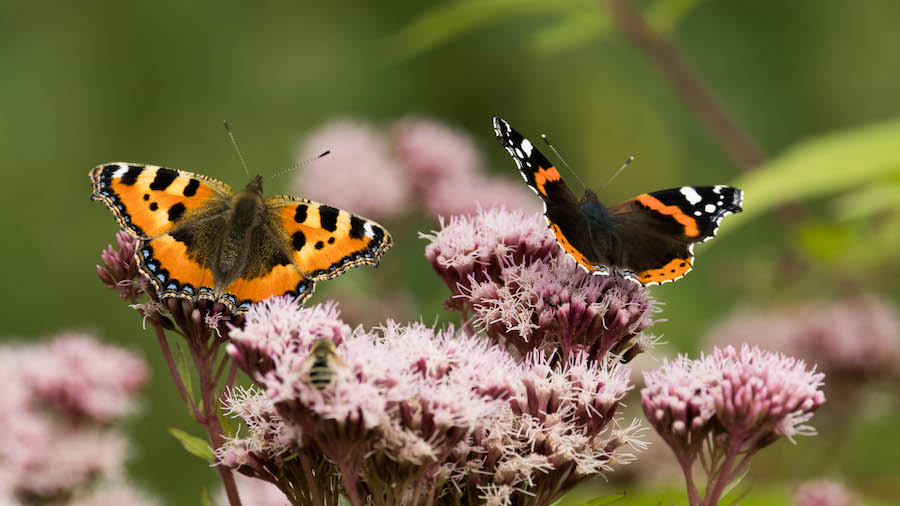 Natur Schmetterlinge