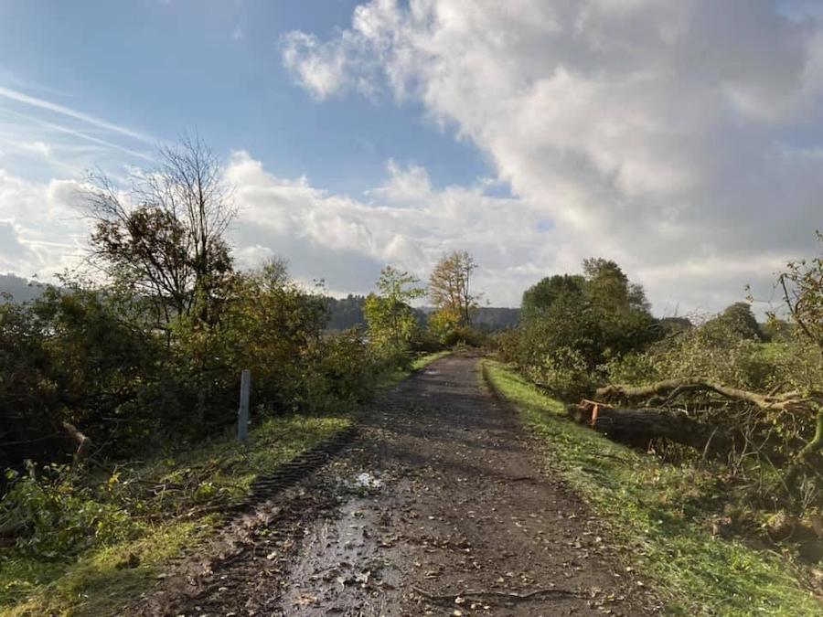 Natur Waldweg kahl Matsch