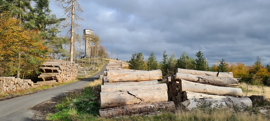 Ort Koppel Wald Baumschaden