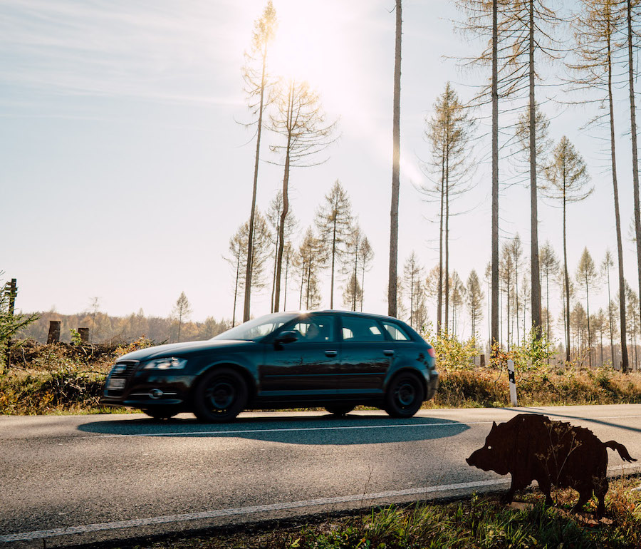 Verkehr Herbst Wildschwein