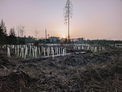 Natur Wald Aufforstung Sessenhausen