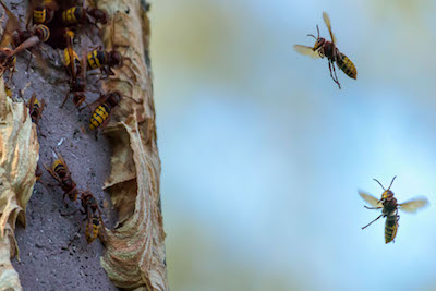 Symbol Bienen Wespen