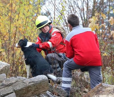 Symbol DRK Rettungshundestaffel Herbst draussen