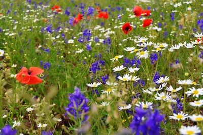 Symbol Natur Blumenwiese Sommer