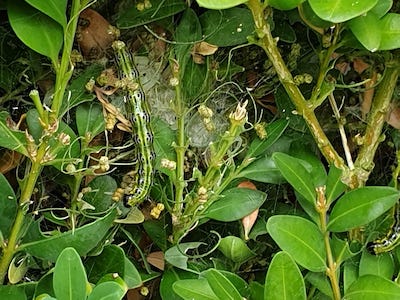 Symbol Natur Buchsbaum Zuensler