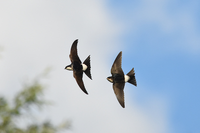 Symbol Natur Mehlschwalben Flug