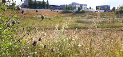 Symbol Natur Regenbecken Wiese Limburg