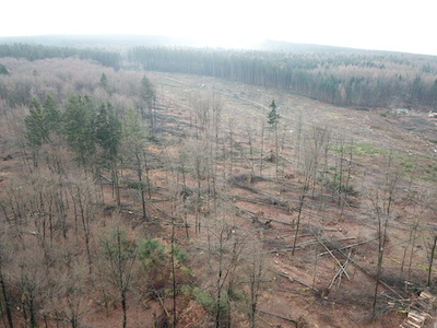 Symbol Natur Wald Sturmschaden