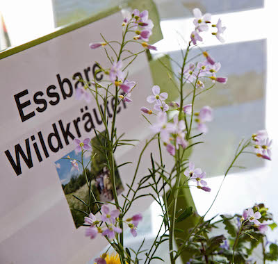 Symbol Natur Wildkraeuter Essbar