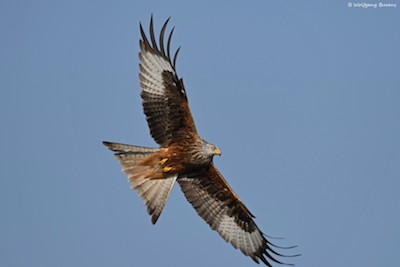 Symbol Vogel AdlerAmHimmel